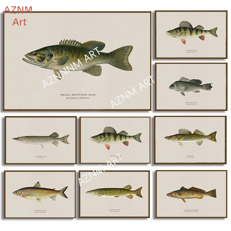 Vintage Bass Fish Trout Fly Fi - Vintage Fashion Wall Art recension och pris